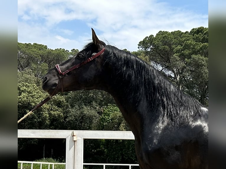 PRE Étalon 5 Ans 166 cm Noir in Palafolls