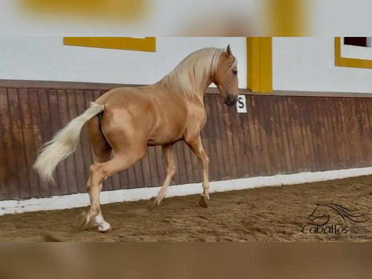 PRE Croisé Étalon 5 Ans 166 cm Palomino in Merida