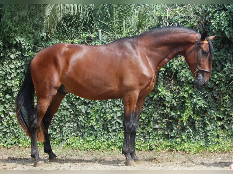 PRE Étalon 5 Ans 167 cm Bai cerise in Tarragona