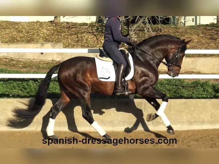 PRE Croisé Étalon 5 Ans 167 cm Bai in Barcelona