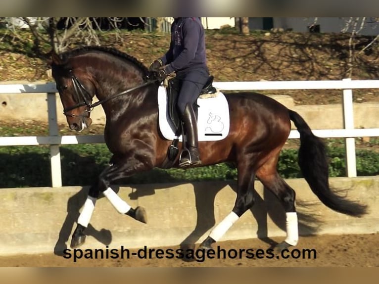 PRE Croisé Étalon 5 Ans 167 cm Bai in Barcelona