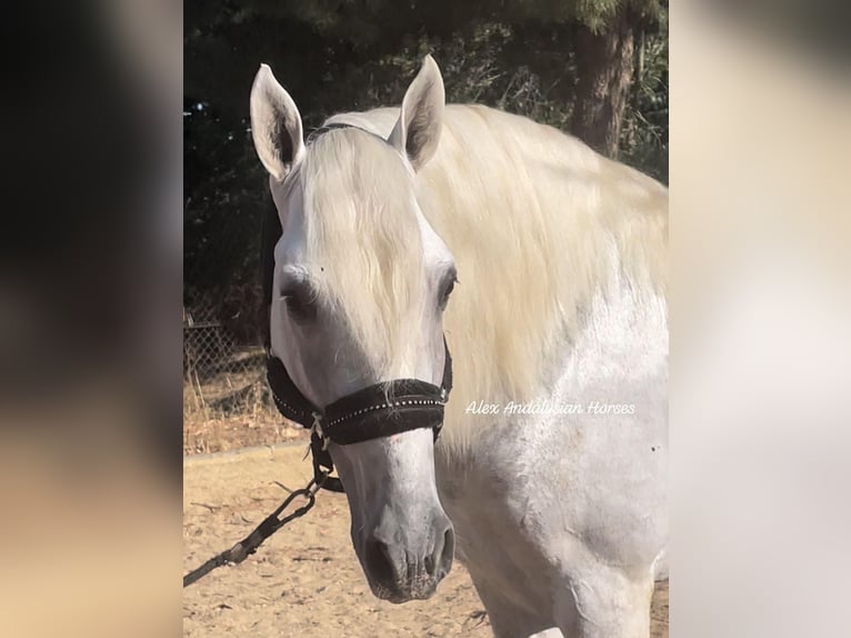 PRE Croisé Étalon 5 Ans 167 cm Blanc in Sevilla