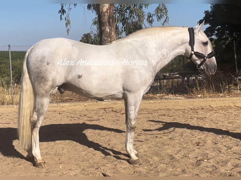 PRE Croisé Étalon 5 Ans 167 cm Blanc in Sevilla