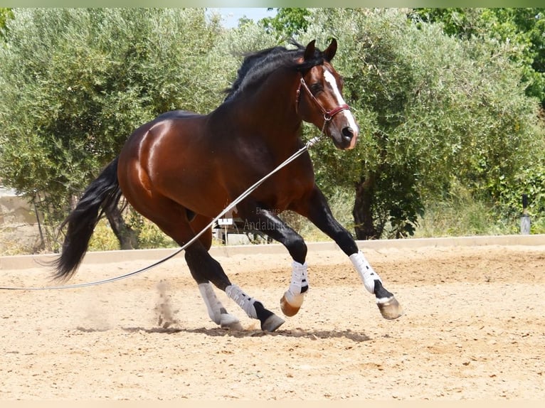 PRE Étalon 5 Ans 167 cm in Provinz Granada