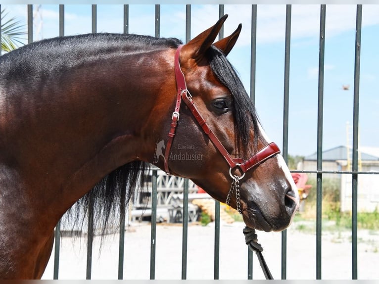 PRE Étalon 5 Ans 167 cm in Provinz Granada