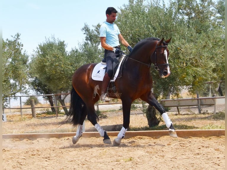 PRE Étalon 5 Ans 167 cm in Provinz Granada