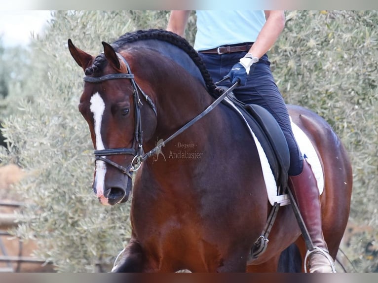 PRE Étalon 5 Ans 167 cm in Provinz Granada