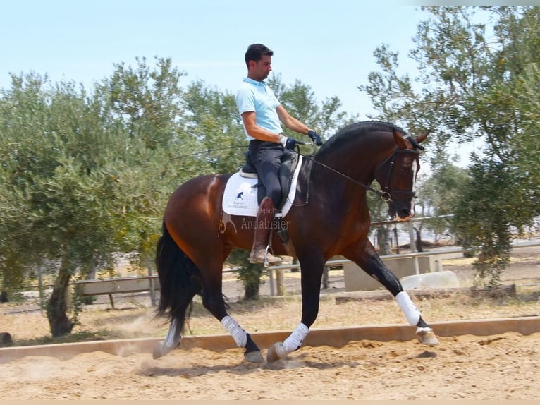 PRE Étalon 5 Ans 167 cm in Provinz Granada