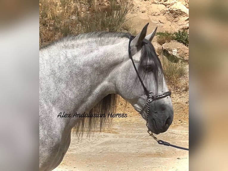 PRE Croisé Étalon 5 Ans 167 cm Gris in Sevilla