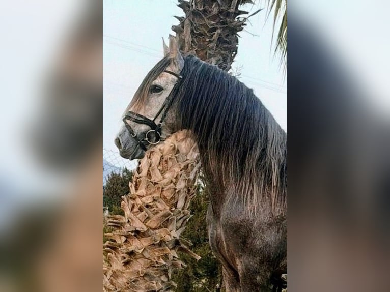 PRE Étalon 5 Ans 167 cm Gris pommelé in Murcia