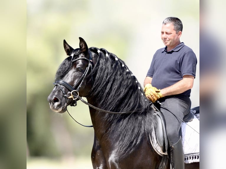 PRE Croisé Étalon 5 Ans 167 cm Noir in Jerez de la Frontera