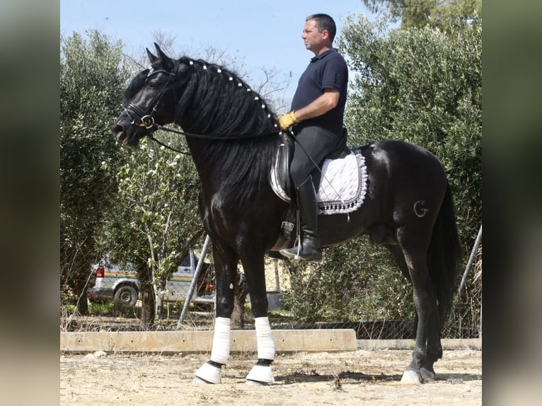 PRE Croisé Étalon 5 Ans 167 cm Noir in Jerez de la Frontera