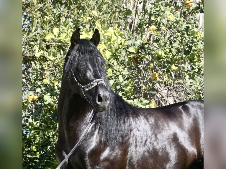 PRE Croisé Étalon 5 Ans 167 cm Noir in Jerez de la Frontera