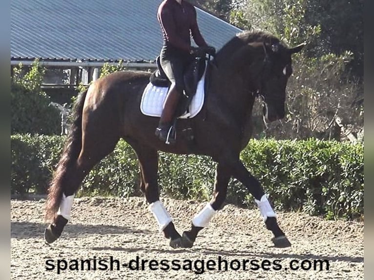 PRE Croisé Étalon 5 Ans 167 cm Noir in Barcelona