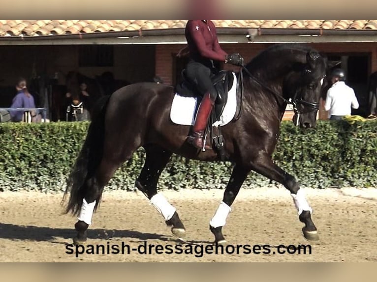 PRE Croisé Étalon 5 Ans 167 cm Noir in Barcelona