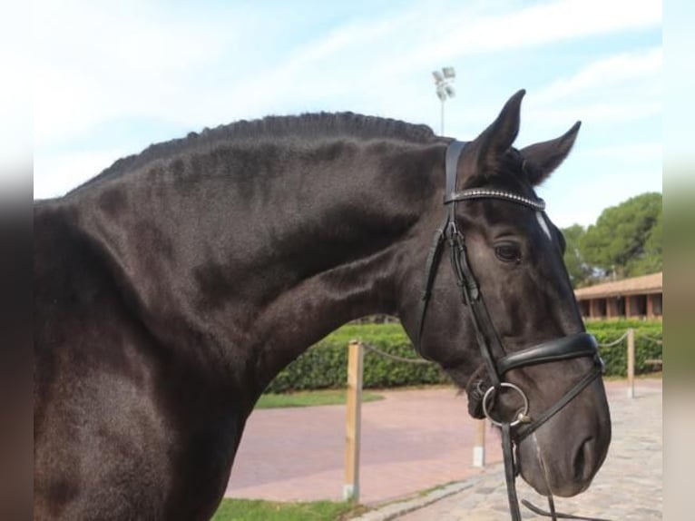 PRE Croisé Étalon 5 Ans 167 cm Noir in Barcelona