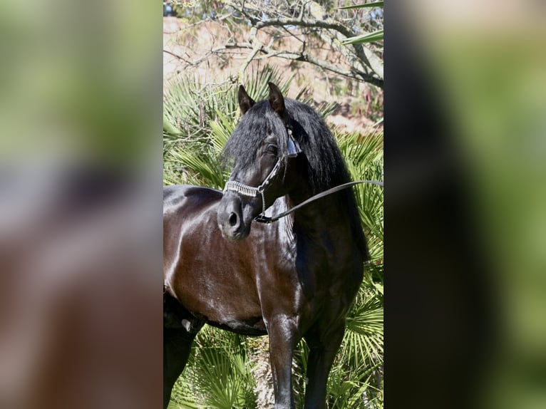 PRE Croisé Étalon 5 Ans 167 cm Noir in Jerez de la Frontera