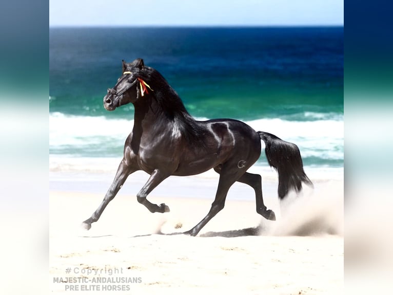 PRE Croisé Étalon 5 Ans 167 cm Noir in Jerez de la Frontera