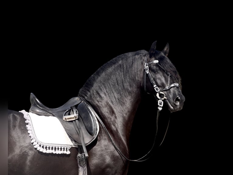 PRE Croisé Étalon 5 Ans 167 cm Noir in Jerez de la Frontera