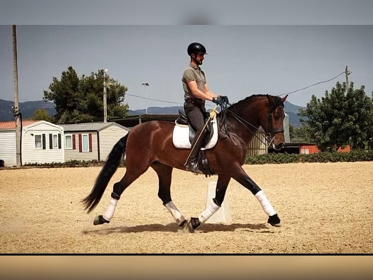 PRE Croisé Étalon 5 Ans 168 cm Bai brun in Martfeld