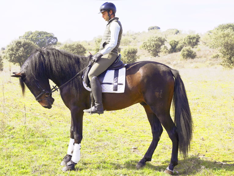 PRE Étalon 5 Ans 168 cm Bai brun in Madrid