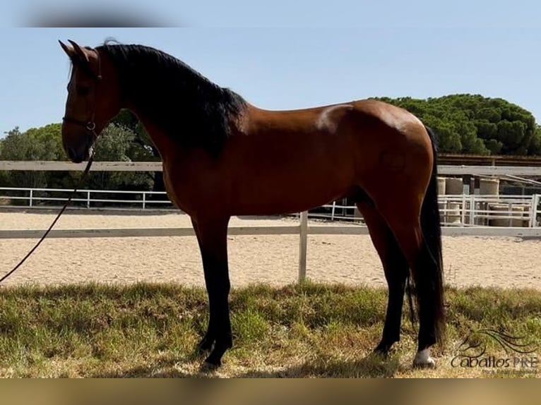 PRE Étalon 5 Ans 168 cm Bai in Barcelona