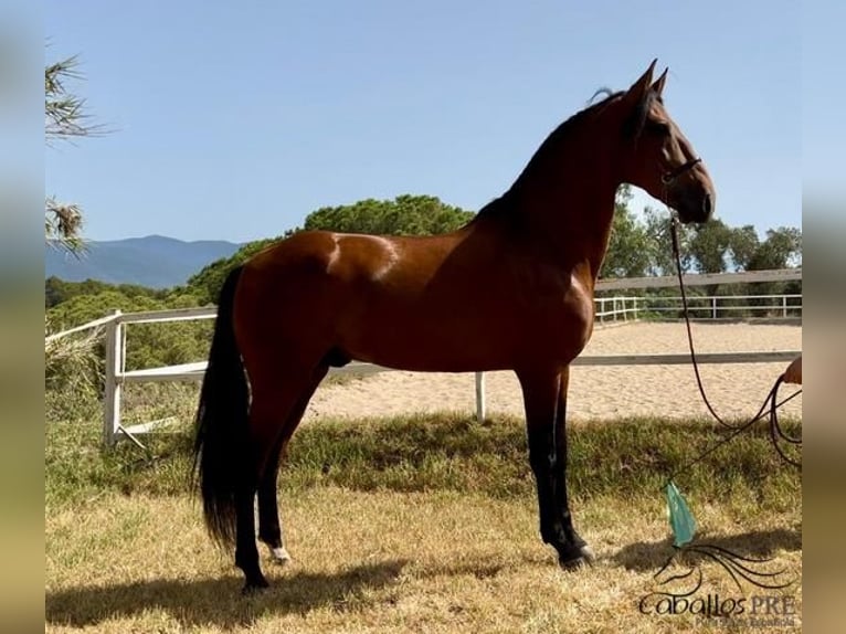 PRE Étalon 5 Ans 168 cm Bai in Barcelona