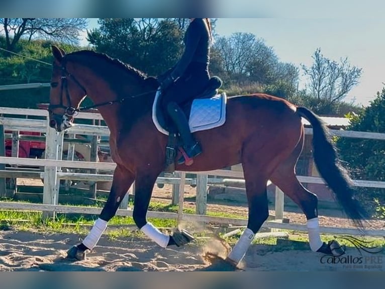 PRE Étalon 5 Ans 168 cm Bai in Barcelona