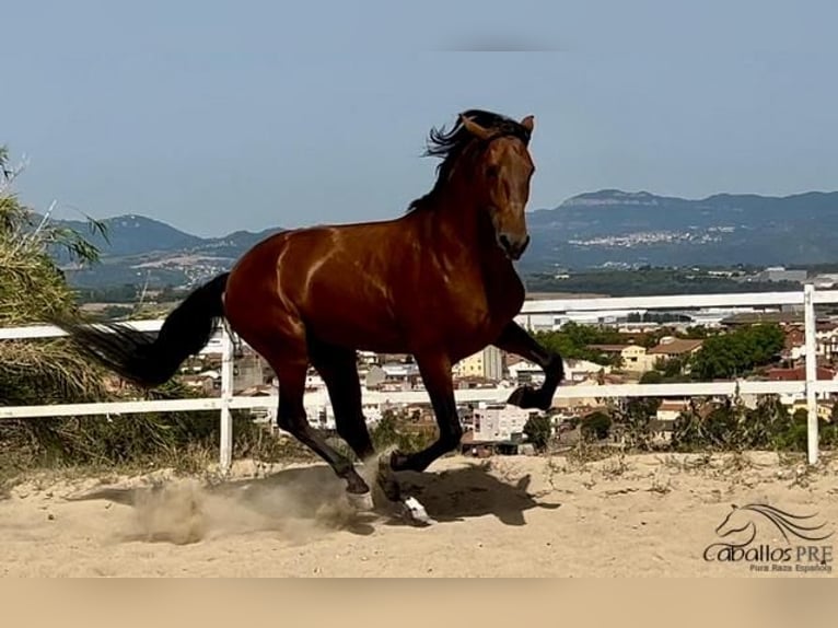 PRE Étalon 5 Ans 168 cm Bai in Barcelona