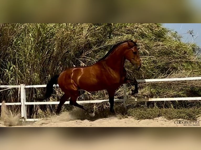 PRE Étalon 5 Ans 168 cm Bai in Barcelona