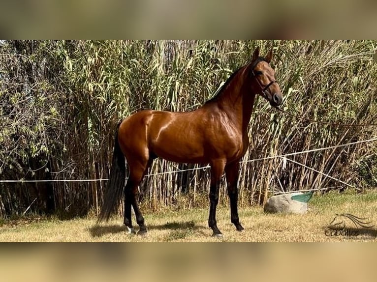 PRE Étalon 5 Ans 168 cm Bai in Barcelona