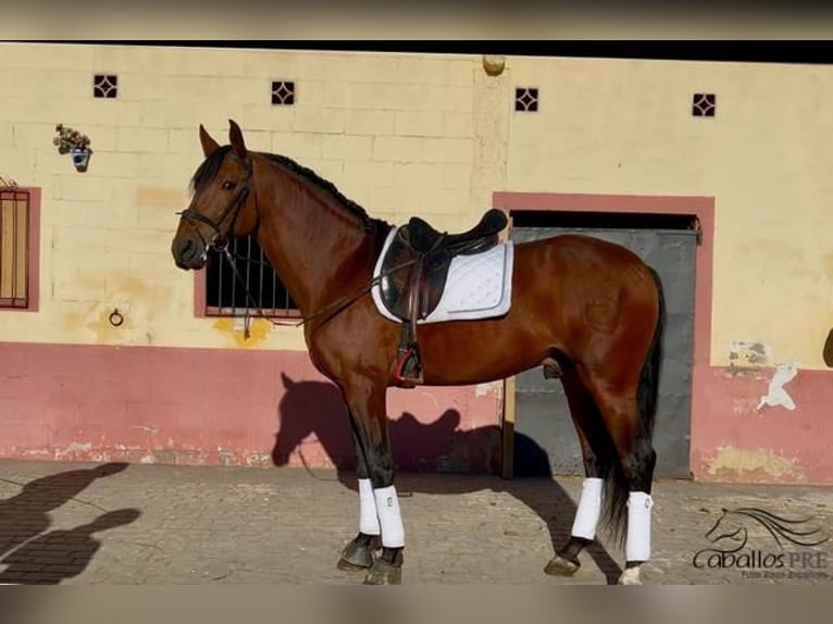 PRE Étalon 5 Ans 168 cm Bai in Barcelona