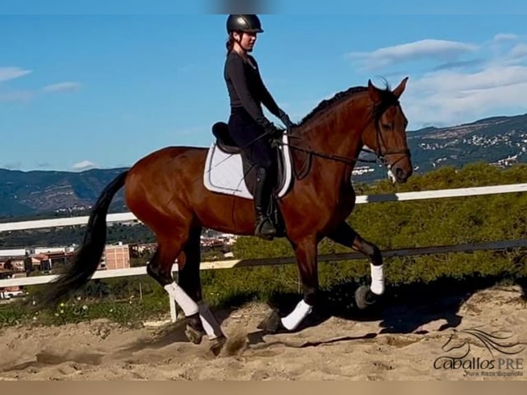 PRE Étalon 5 Ans 168 cm Bai in Barcelona