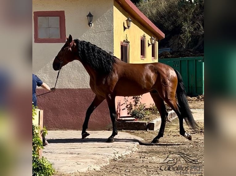 PRE Étalon 5 Ans 168 cm Bai in Barcelona