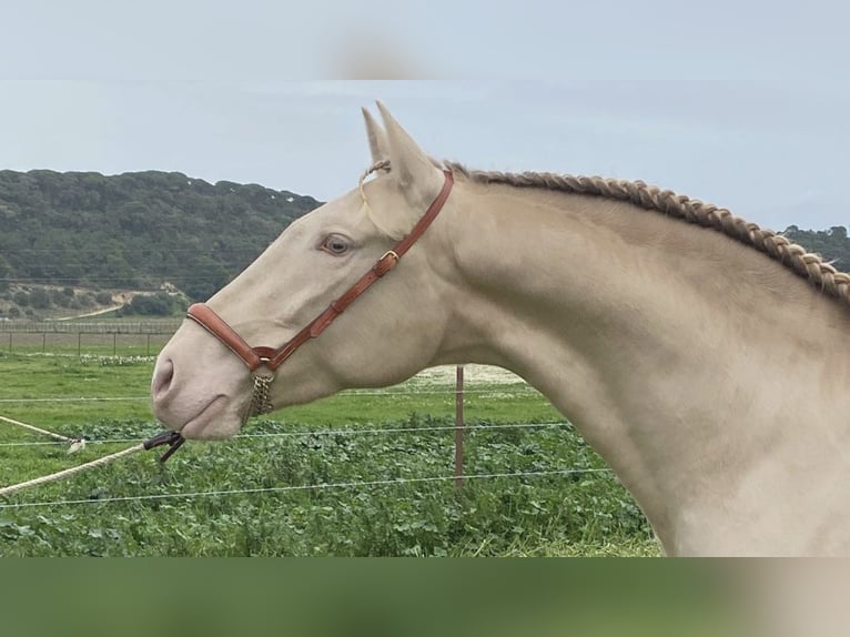 PRE Croisé Étalon 5 Ans 168 cm in NAVAS DEL MADRONO