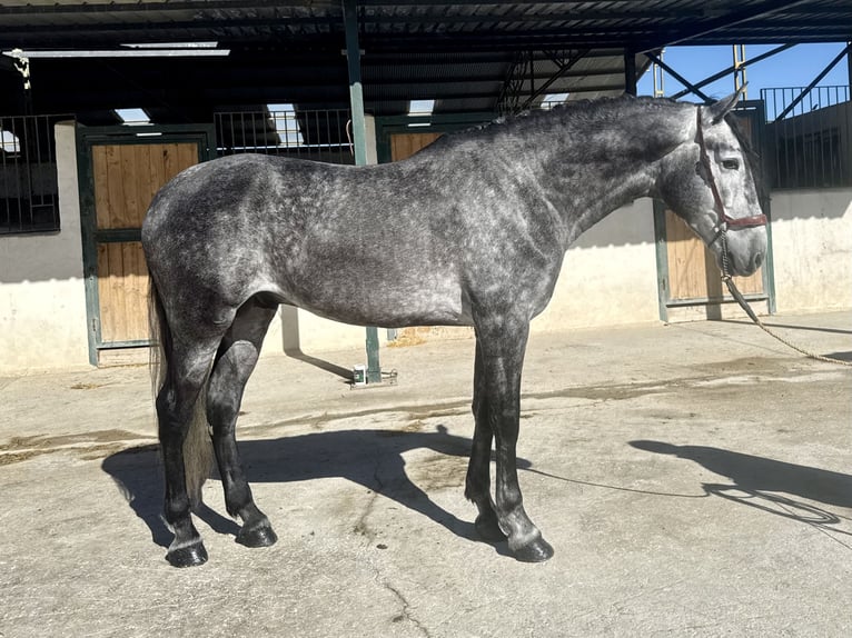 PRE Étalon 5 Ans 168 cm Gris in Cañada De San Pedro