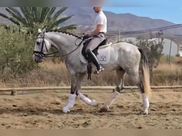 PRE Croisé Étalon 5 Ans 168 cm Gris in Santa Perpetua de Mogoda