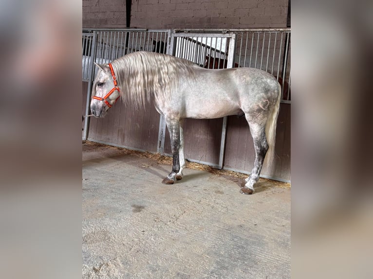 PRE Étalon 5 Ans 168 cm Gris in Granada