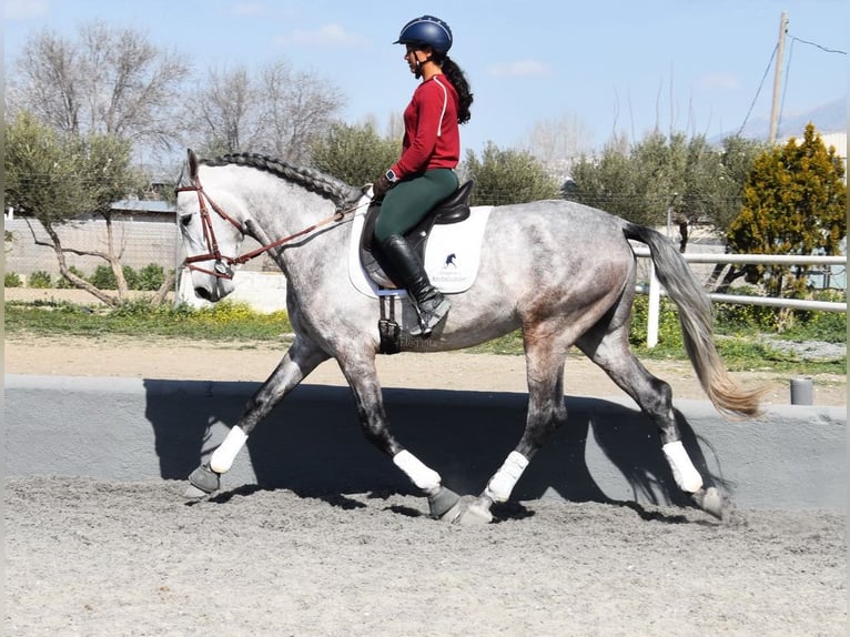 PRE Croisé Étalon 5 Ans 168 cm Gris in Provinz Granada