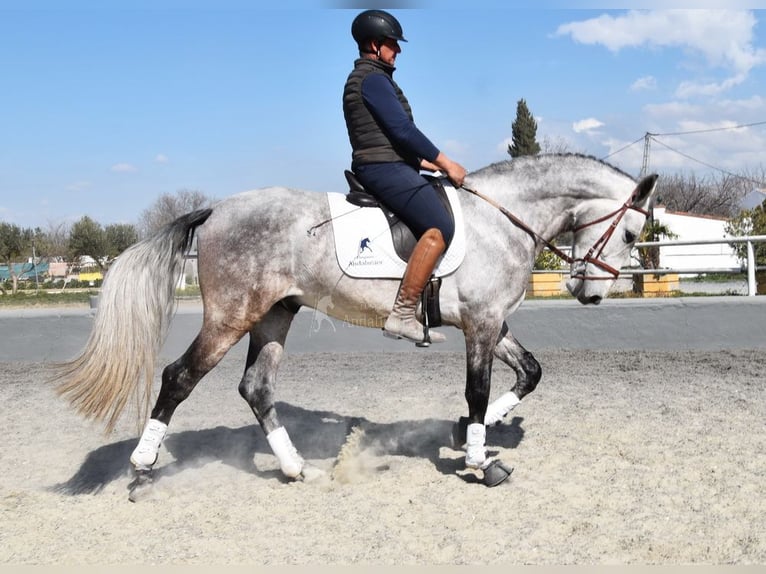 PRE Croisé Étalon 5 Ans 168 cm Gris in Provinz Granada