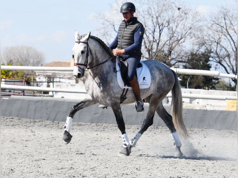 PRE Croisé Étalon 5 Ans 168 cm Gris in Provinz Granada