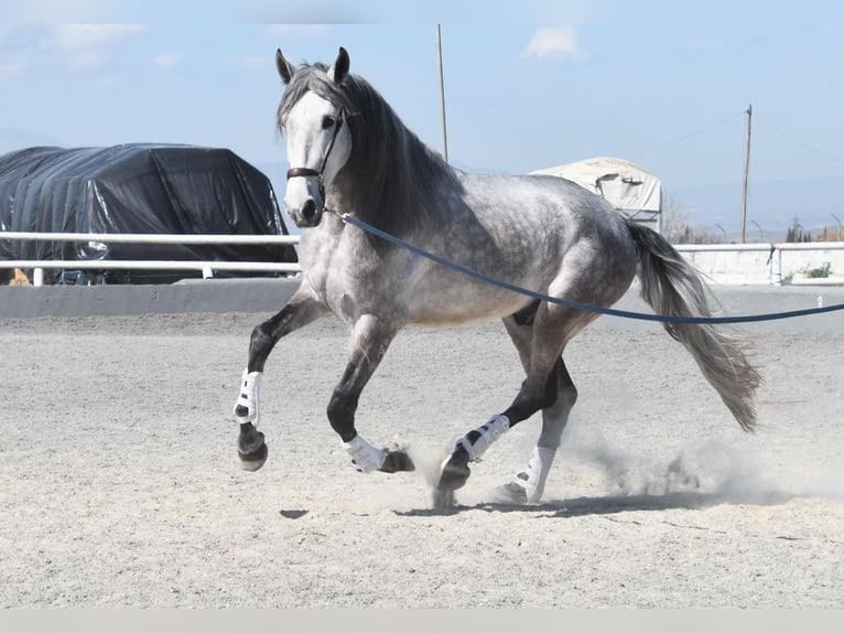 PRE Croisé Étalon 5 Ans 168 cm Gris in Provinz Granada