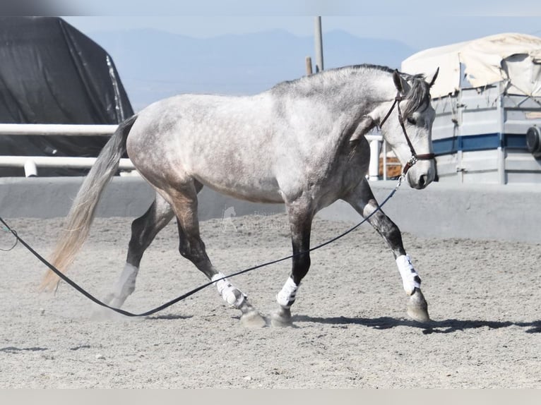 PRE Croisé Étalon 5 Ans 168 cm Gris in Provinz Granada