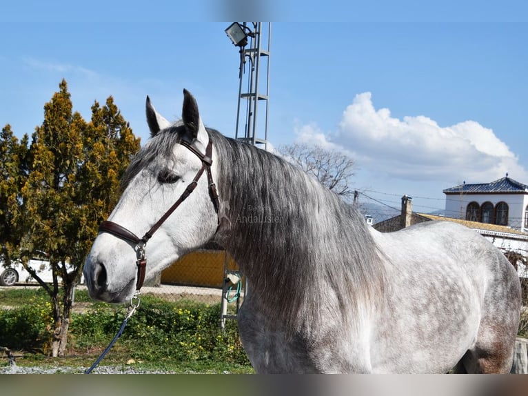 PRE Croisé Étalon 5 Ans 168 cm Gris in Provinz Granada