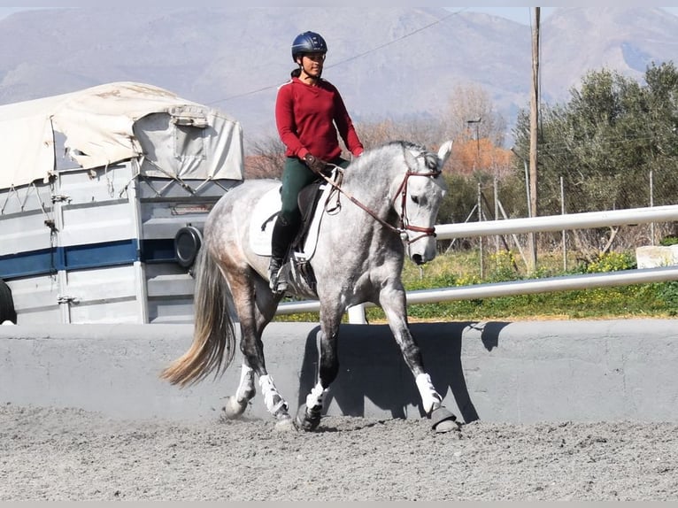 PRE Croisé Étalon 5 Ans 168 cm Gris in Provinz Granada