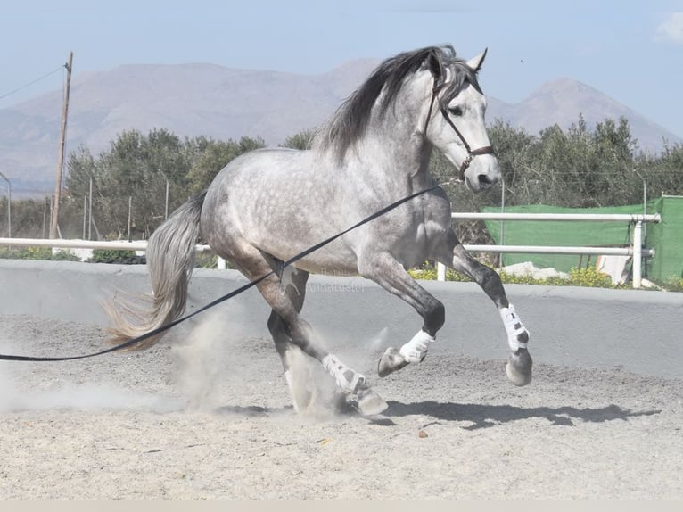 PRE Croisé Étalon 5 Ans 168 cm Gris in Provinz Granada