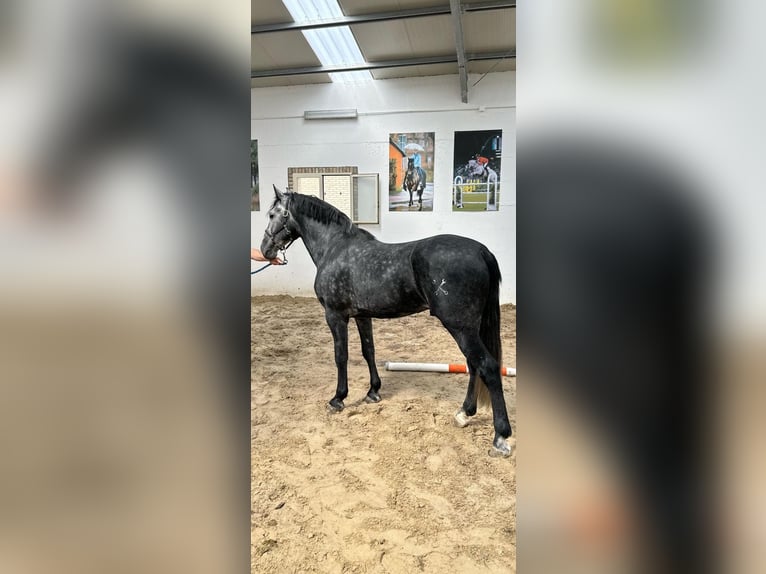 PRE Étalon 5 Ans 168 cm Gris in Morcone
