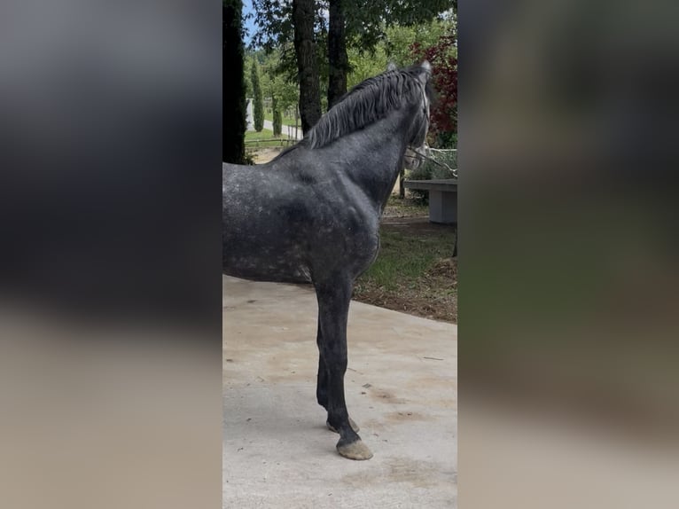 PRE Étalon 5 Ans 168 cm Gris in Morcone
