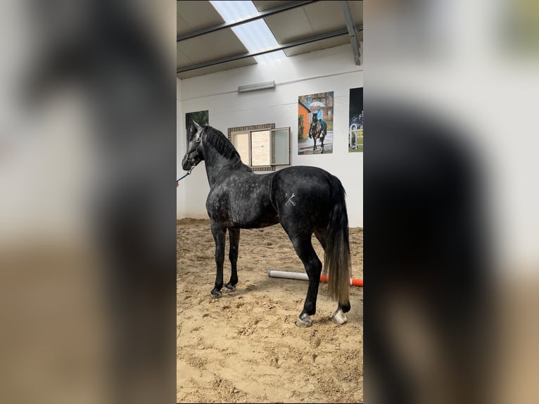 PRE Étalon 5 Ans 168 cm Gris in Morcone