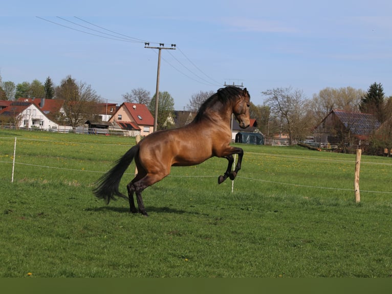 PRE Croisé Étalon 5 Ans 168 cm Isabelle in Bibertal